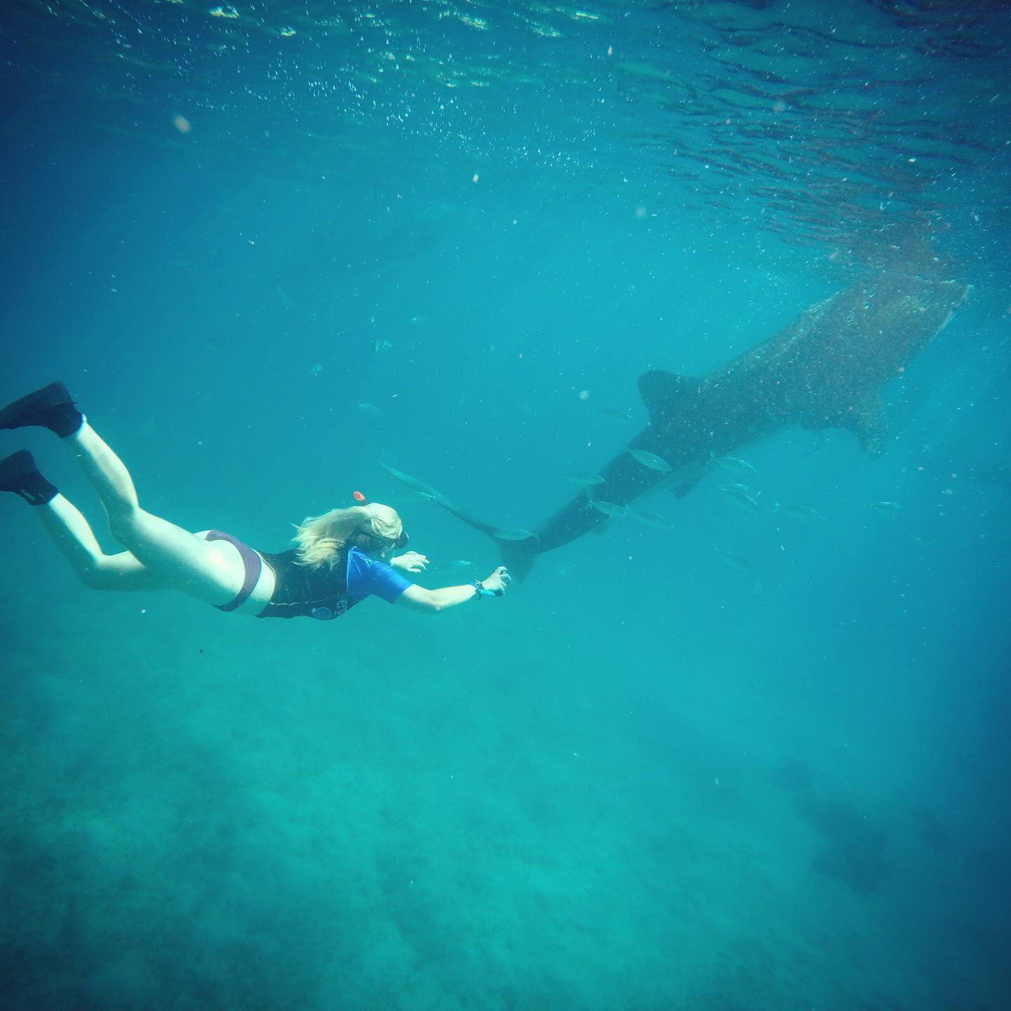 oslob whale shark tour oslob whale sharks oslob whale shark watching swimming with whale sharks in Oslob