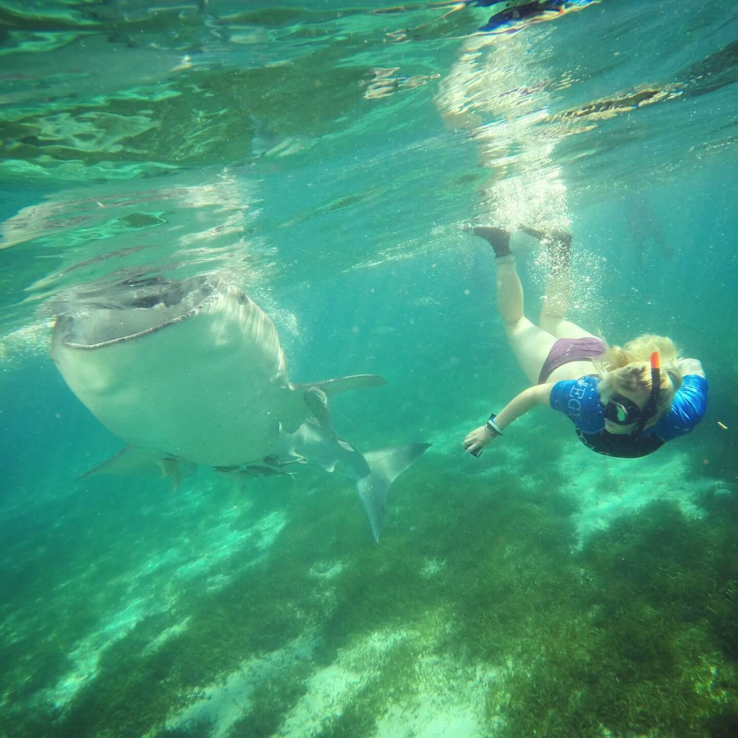 oslob whale shark tour oslob whale sharks oslob whale shark watching swimming with whale sharks in Oslob