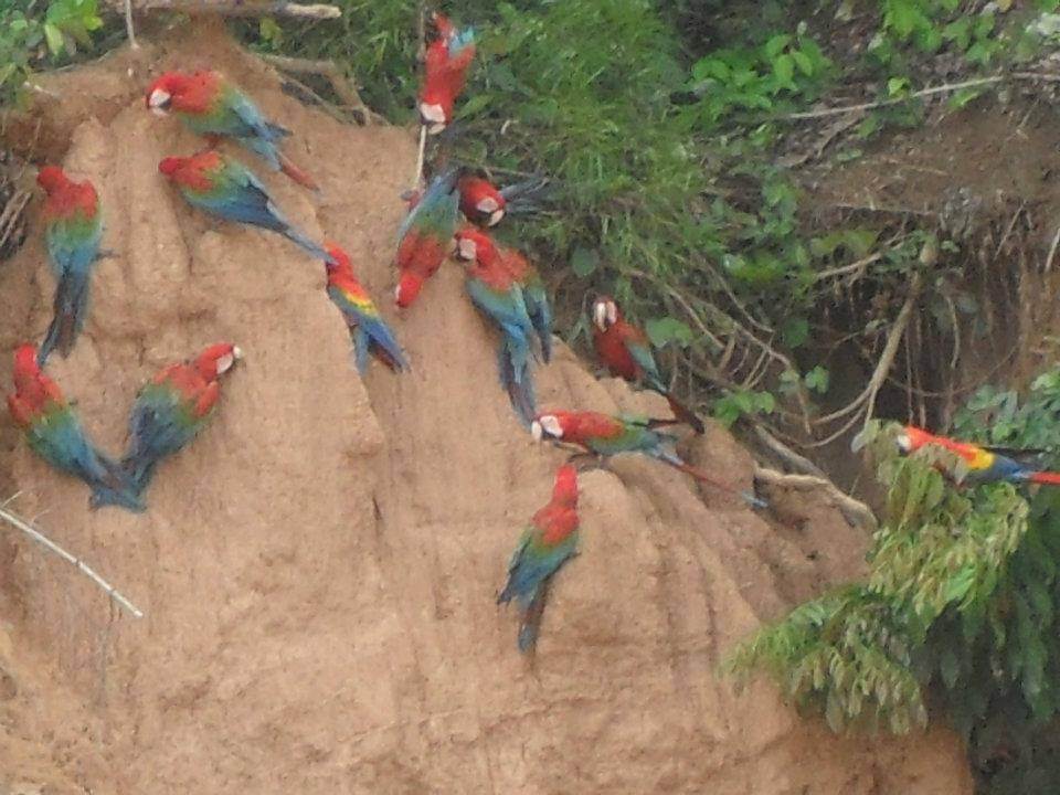 the Amazon rainforest trip where is tara irish travel blog