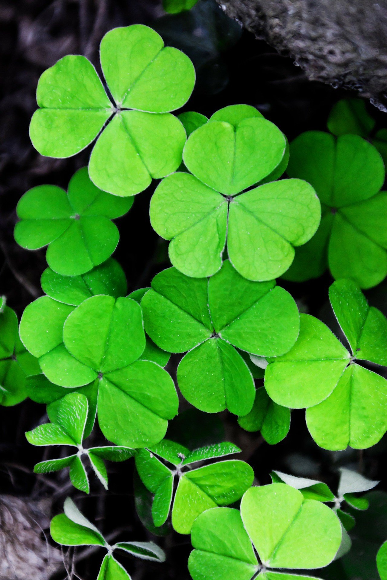 Irish Phrases where is tara povey