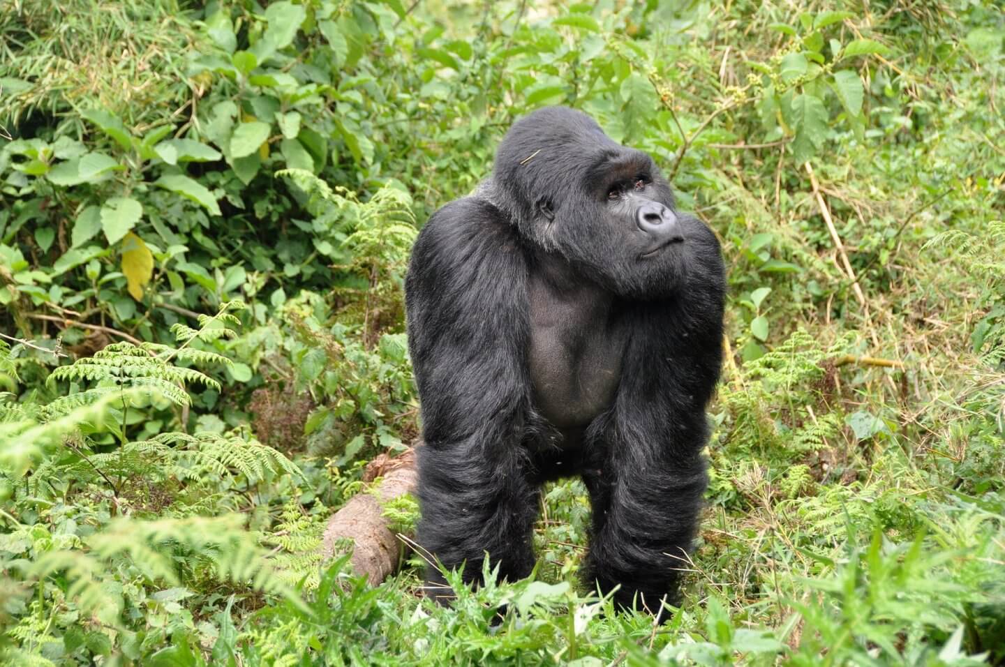 gorillas things to do in Rwanda where is tara povey top irish travel blog