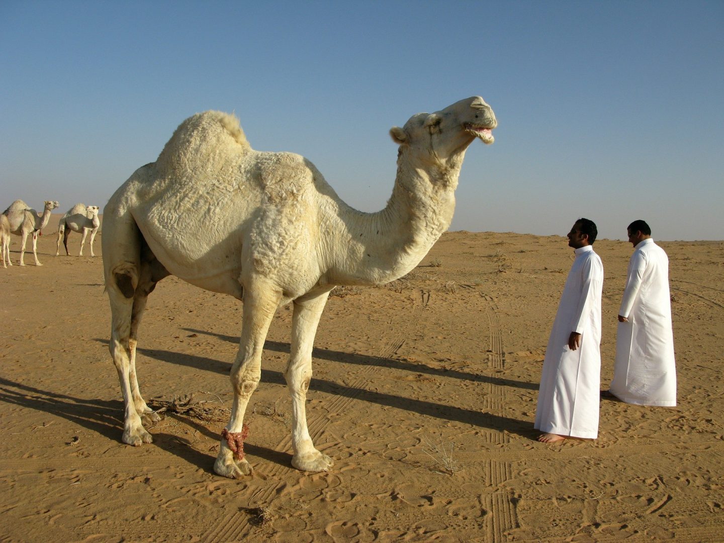 travelling to saudi arabia travel tips tourist visa